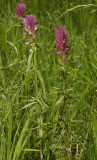 Melampyrum arvense.