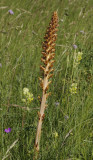 Orobanche elatior