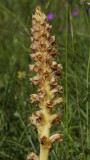 Orobanche rapum-genistae. closer.