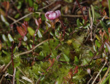 Vaccinium oxycoccus.