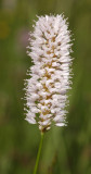 Persicaria bistorta. Close-up.