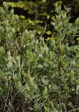 Vaccinium uliginosum.