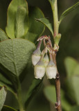 Vaccinium uliginosum. Close-up.