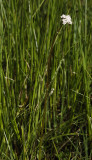 Valeriana dioica.