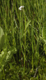 Valeriana dioica.