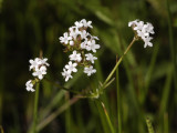 Valeriana dioica. Close-up.