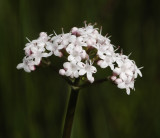 Valeriana dioica. Close-up.