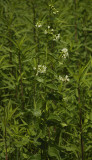 Vincetoxicum hirundinaria.