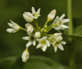 Vincetoxicum hirundinaria. Close-up.