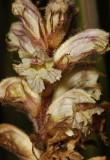 Orobanche minor. Closer.