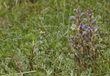 Orobanche purpurea. In habitat.