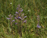 Orobanche purpurea.