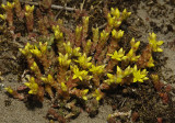 Sedum acre.