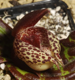 Cypripedium lichiangense. Close-up.