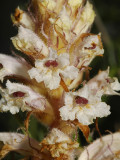 Orobanche picridis. Closer.