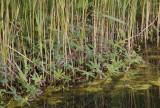 Comarum palustre.