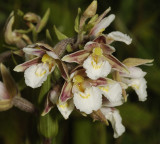 Epipactis palustris. Closer.