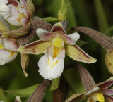 Epipactis palustris. Close-up.