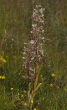 Himantoglossum hircinum.