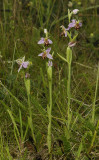 Ophrys apifera var. aurita.