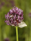 Allium scorodoprasum. Close-up.