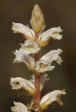 Orobanche minor. Odd clone.