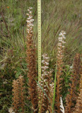 Orobanche minor. Unusually large.