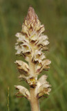 Orobanche reticulata subsp. pallidiflora. Closer.