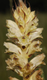 Orobanche reticulata subsp. pallidiflora. Closer.
