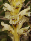 Orobanche reticulata subsp. pallidiflora. Close-up.