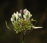 Allium vineale.