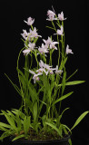 Pogonia ophioglossoides.