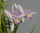 Pogonia ophioglossoides. Close-up two flowers.