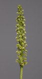 Pseudorchis albida. Closer.