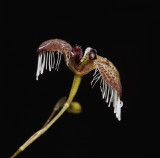 Pleurothallis ornata. Close-up side.