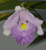 Sobralia spec.