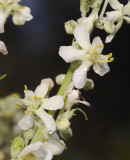 Verbascum lychnites. Close-up.