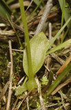 Hammarbya paludosa. Pseudobulb.