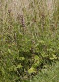 Stachys sylvatica.