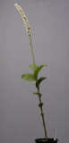 Peristylus goodyeroides. (Plant courtesy of Jac. Wubben)