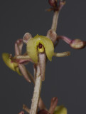 Crepidium calophyllum. Close-up. (Plant courtesy of Jac. Wubben)