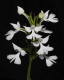 Habenaria dentata.