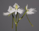 Habenaria radiata. Closer.