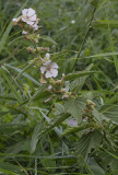 Althaea officinalis.