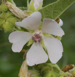 Althaea officinalis. Close-up.