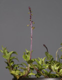 Crepidium commelinifolium.
