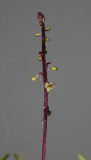 Crepidium commelinifolium. Closer.