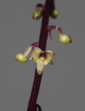 Crepidium commelinifolium. Close-up.
