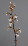 Dossinia marmorata. Closer. (Plant courtesy of Jac. Wubben)