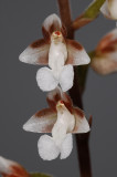 Dossinia marmorata. Close-up. (Plant courtesy of Jac. Wubben)